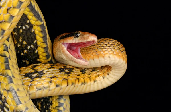 Cobra de beleza de Taiwan (elaphe taeniura friesei) — Fotografia de Stock