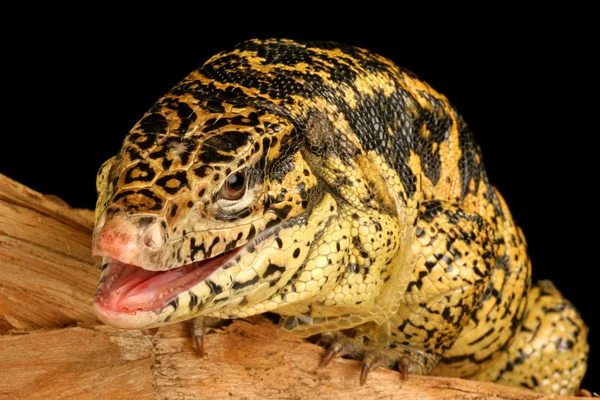 Tegu dorado (Tupinambis teguixin ) — Foto de Stock