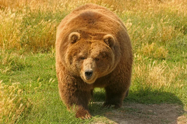 Kuzey Amerika boz ayısı (ursus arctos)