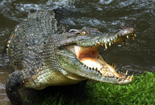 Crocodilo. — Fotografia de Stock