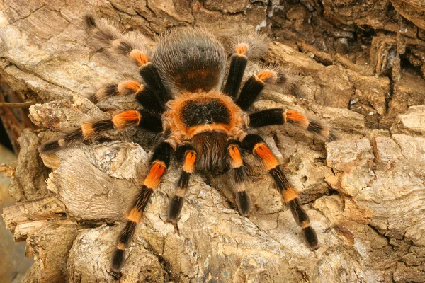 Mexicano Redknee Tarantula (Brachypelma smithi ) — Fotografia de Stock