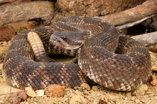 Rattlesnake Νοτίου Ειρηνικού (Crotalus viridis helleri) Royalty Free Φωτογραφίες Αρχείου