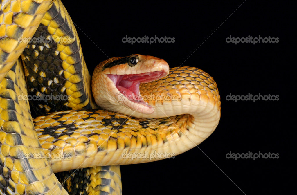 Mushuk pornosida qol mehnati