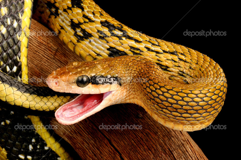 Dostingiz bilan oilaviy porno tomosha qilish