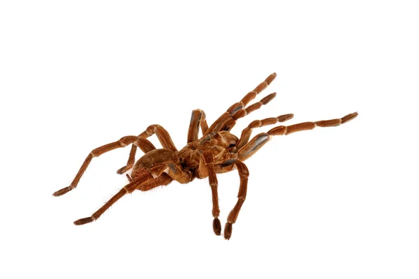 Goliath Birdeater Tarantula (Theraphosa blondi) — Stock Photo, Image