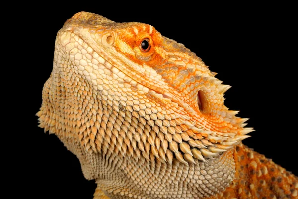 Bearded Dragon — Stock Photo, Image