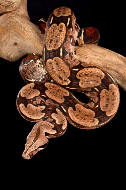 Red Tail Boa. clipart