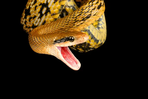 Serpiente de belleza de Taiwán (Elaphe taeniura friesei ) — Foto de Stock