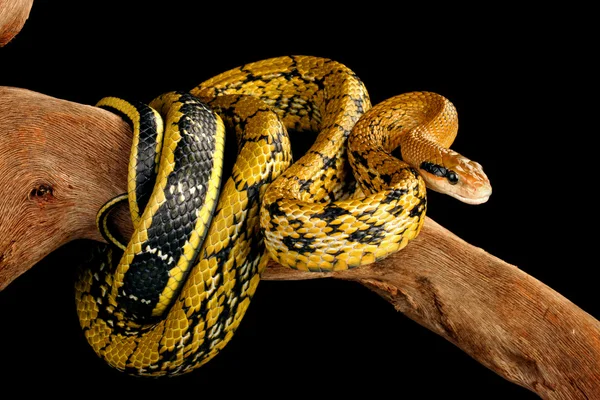 Taiwan Beauty Snake — Stock Photo, Image