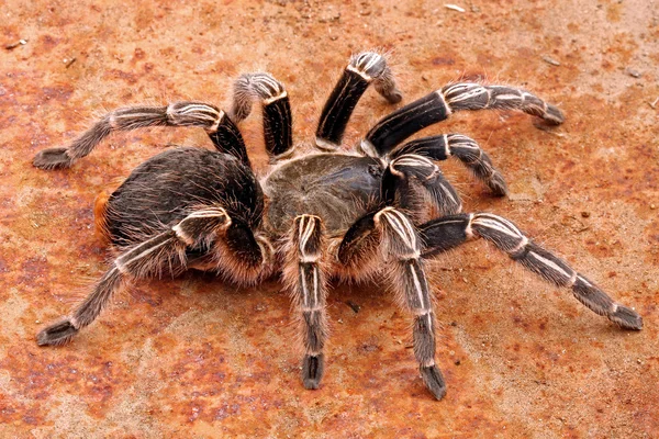 Zebra Tarantula