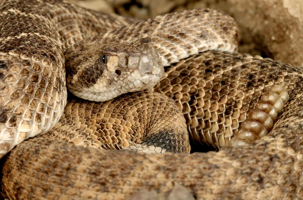 Західні горбиста гримуча змія — стокове фото