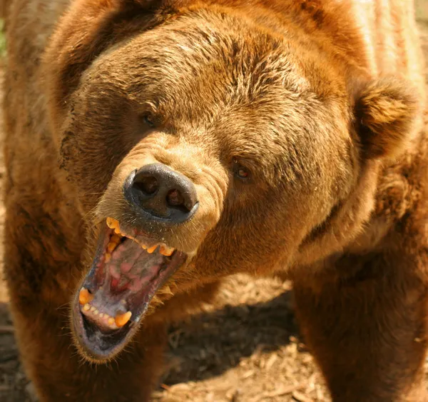Grizzly medve Jogdíjmentes Stock Képek
