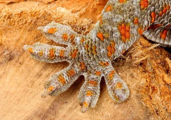 Gecko de Tokay (gecko Gecko) Imagen De Stock