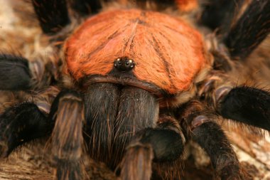 Kosta Rika kaplan sağrısı tarantula