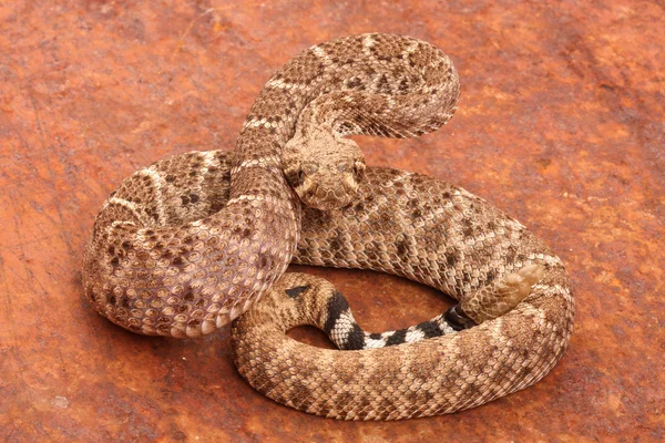 Serpiente de cascabel Diamondback occidental . — Foto de Stock