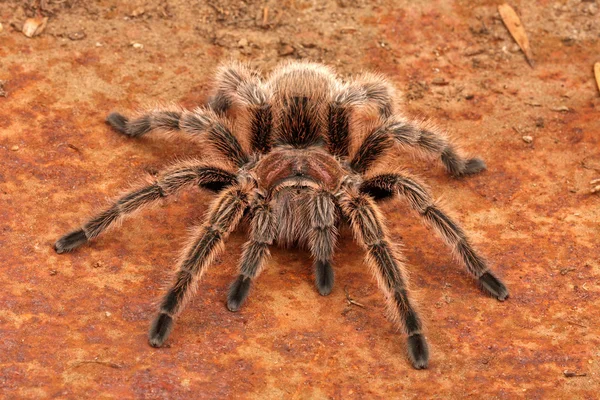 Şili gül saç tarantula — Stok fotoğraf