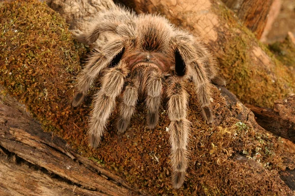 Chilenische Rosenhaar-Vogelspinne — Stockfoto