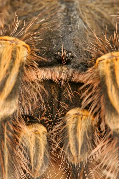 Χρυσή γόνατο tarantula Τσάκο — Φωτογραφία Αρχείου