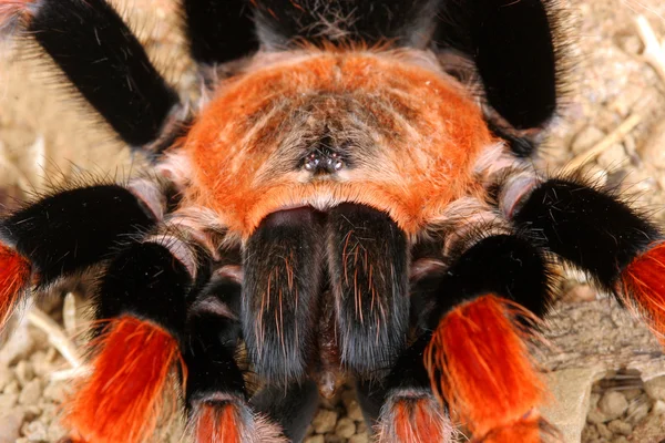 Mexikanische Fireleg-Vogelspinne (brachypelma boehmei)) — Stockfoto