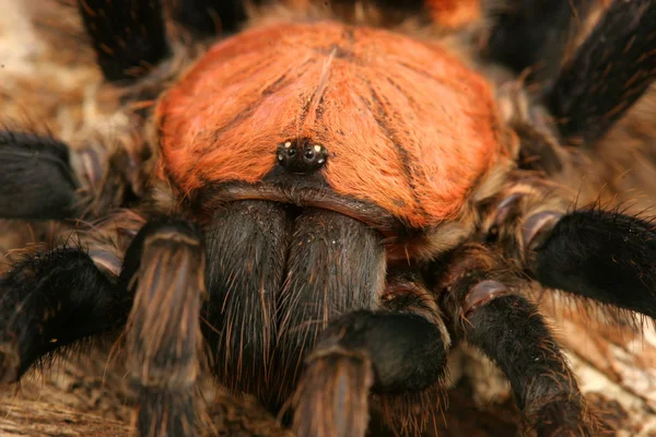 Tarántula de rabadilla de tigre de Costa Rica Imágenes De Stock Sin Royalties Gratis