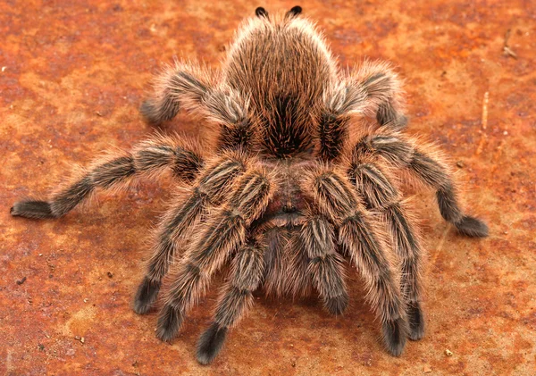 Şili gül saç tarantula — Stok fotoğraf