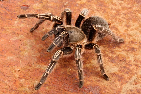 Zebra Tarantula — Stockfoto