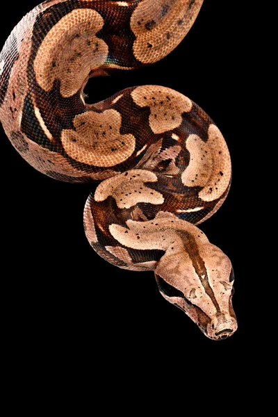 Red Tail Boa. — Stock Photo, Image