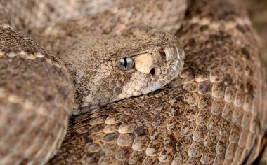 Batı diamondback çıngıraklı yılan.