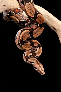 Red Tailed Boa. clipart