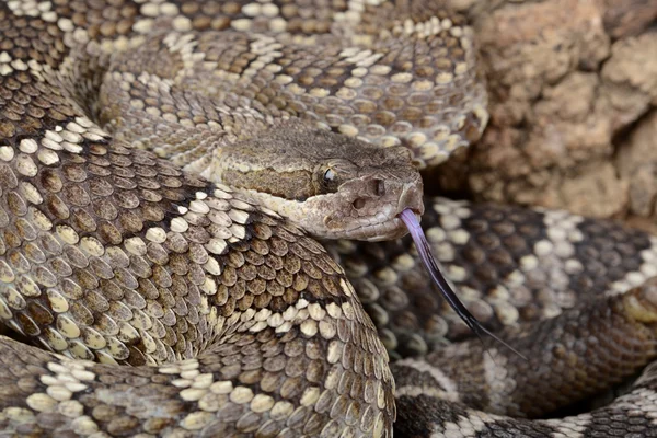 Serpiente de cascabel del Pacífico Sur . — Foto de Stock