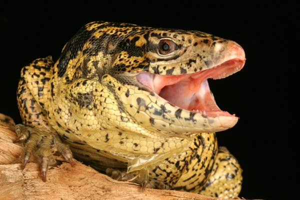 Tegu dorado (Tupinambis teguixin ) — Foto de Stock