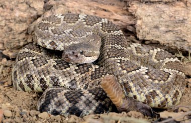 Güney Pasifik çıngıraklı yılan.