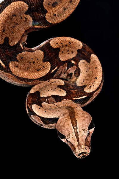 Colombiaanse Rode staart boa constrictor. — Stockfoto