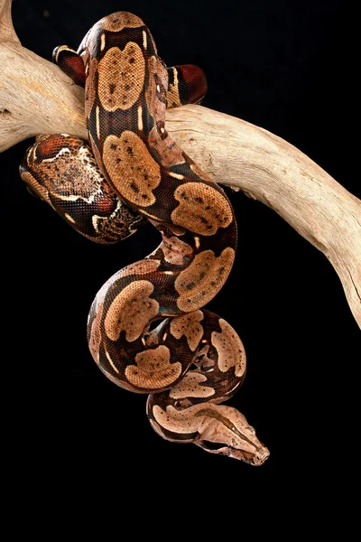 Red Tail Boa. — Stock Photo, Image