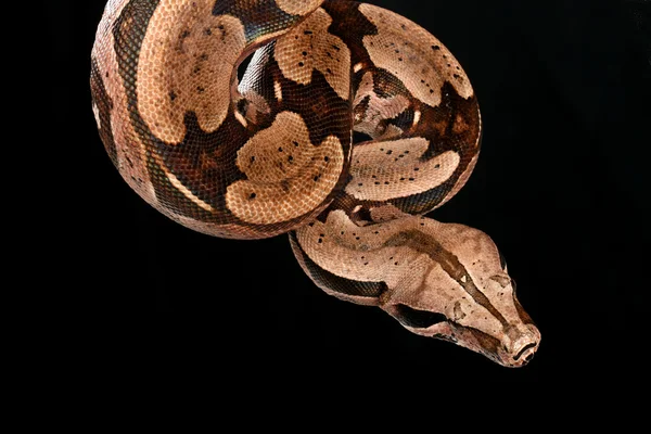 Red Tail Boa. — Stock Photo, Image