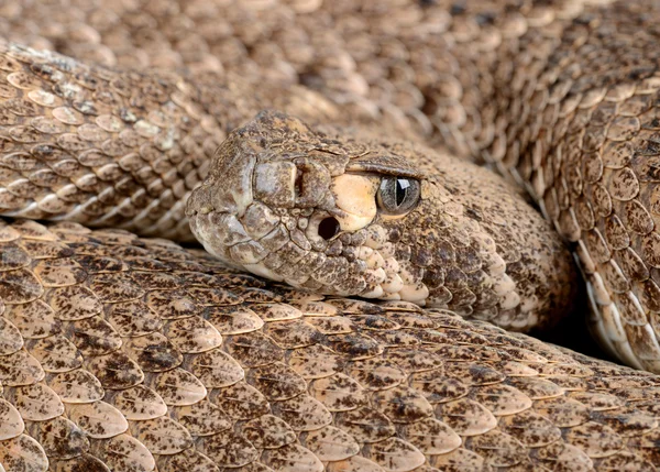 Nyugati diamondback csörgőkígyó. Stock Fotó