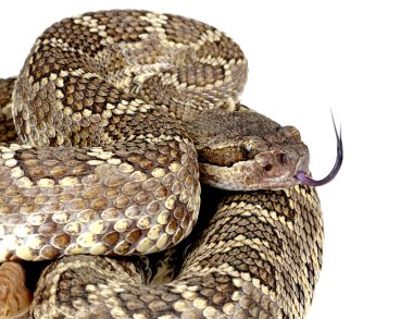 Güney Pasifik Çıngıraklı Yılan (Crotalus viridis helleri).