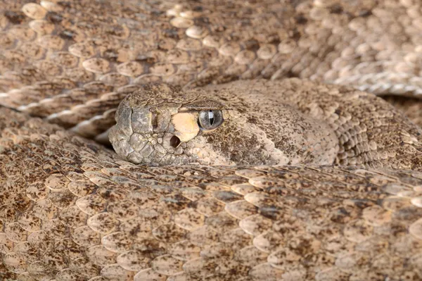 Serpiente de cascabel Diamondback occidental (Crotalus atrox ). — Foto de Stock