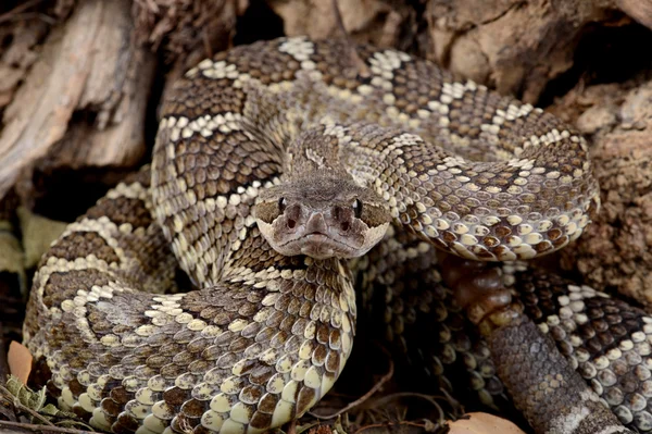 Güney Pasifik Çıngıraklı Yılan (Crotalus viridis helleri).