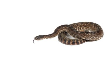 Güney Pasifik çıngıraklı yılan (Crotalus viridis helleri) ön