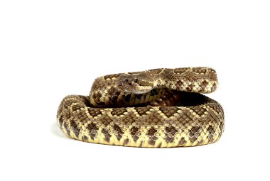 Güney Pasifik çıngıraklı yılan (Crotalus viridis helleri) Kabinin içinde