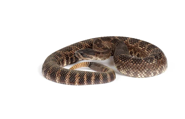 Zuidelijke Pacific ratelslang (Crotalus viridis helleri) aan voorzijde — Stockfoto