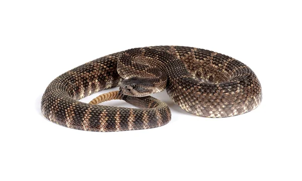 Serpiente de cascabel del Pacífico Sur (Crotalus viridis helleri) en frente — Foto de Stock