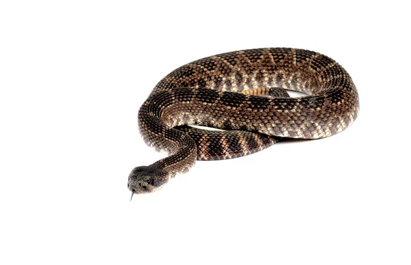 Güney Pasifik çıngıraklı yılan (Crotalus viridis helleri) ön — Stok fotoğraf