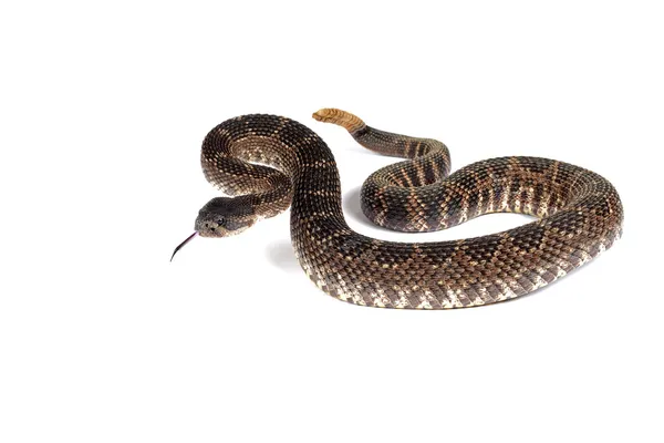 Southern Pacific skallerorm (Crotalus viridis helleri) i fron Royaltyfria Stockbilder