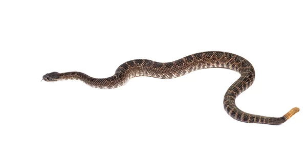 Serpiente de cascabel del Pacífico Sur (Crotalus viridis helleri) en frente Imágenes de stock libres de derechos