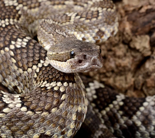 Retrato de una serpiente de cascabel del Pacífico Sur . — Foto de Stock
