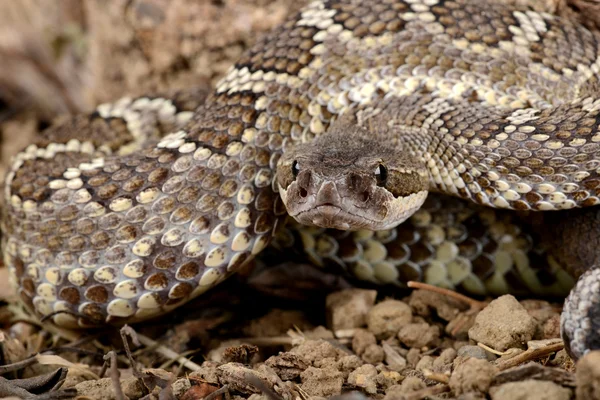 Southern Pacific Rattlesnake. — Stock Photo, Image