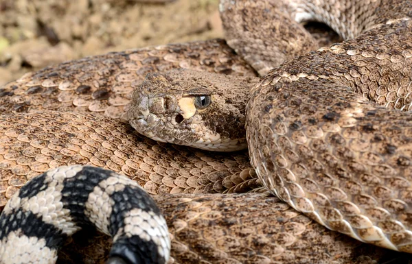 Nyugati diamondback csörgőkígyó. — Stock Fotó