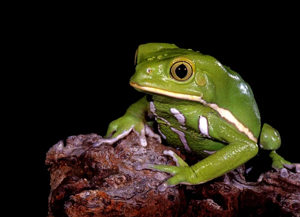 Vaxartad monkey lövgroda — Stockfoto